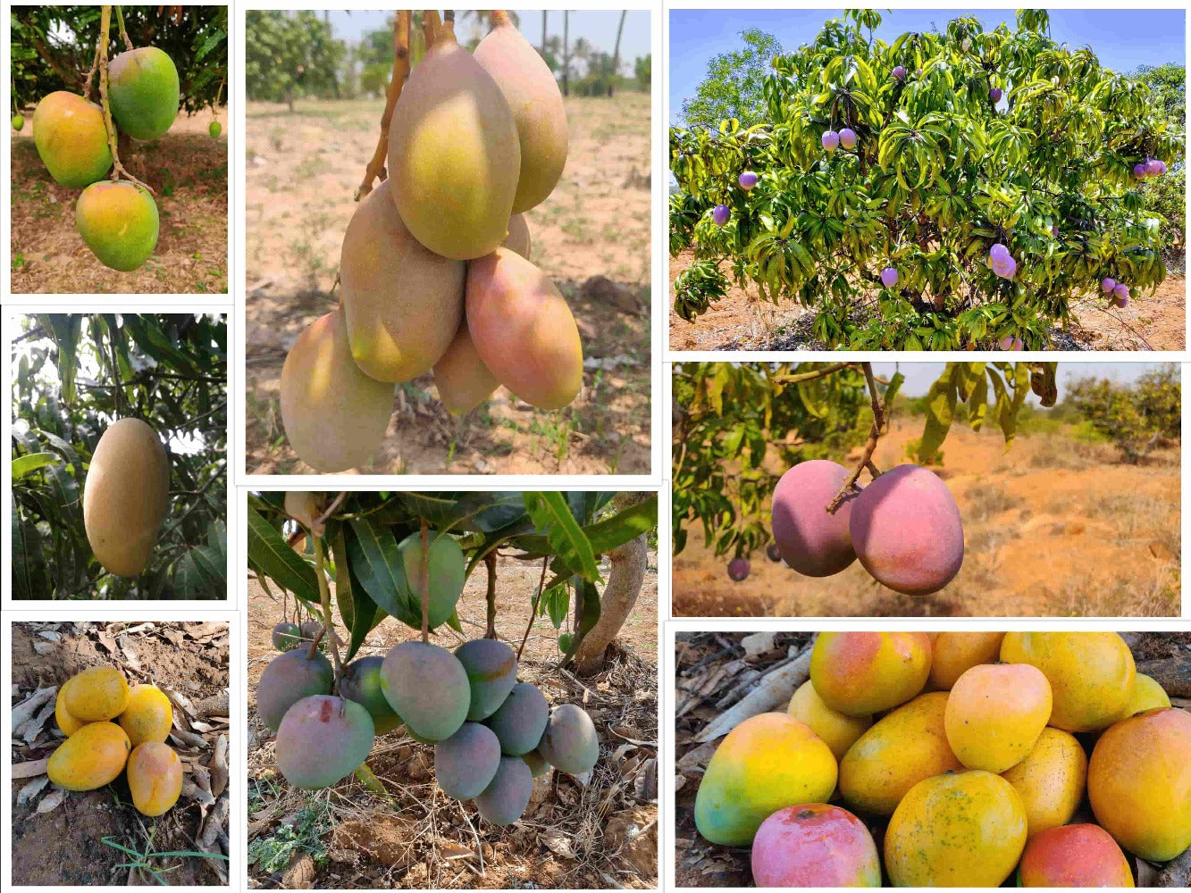 Mixed Box (Surprise Box) LGF Mangoes