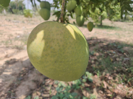 Banganapalle (Benishan) LGF Mango