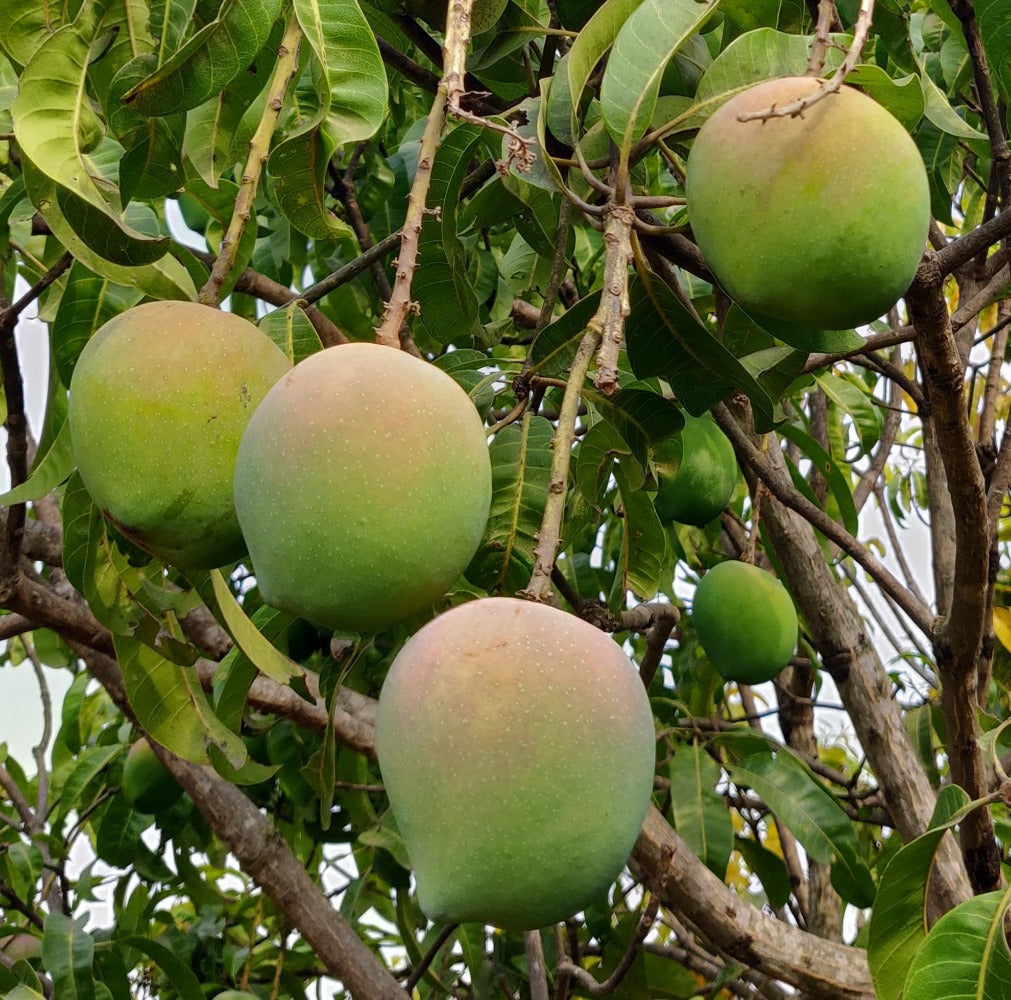 Raspuri (Pairi / Sweet Mango) LGF Mango